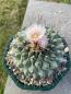 Preview: Thelocactus lophothele